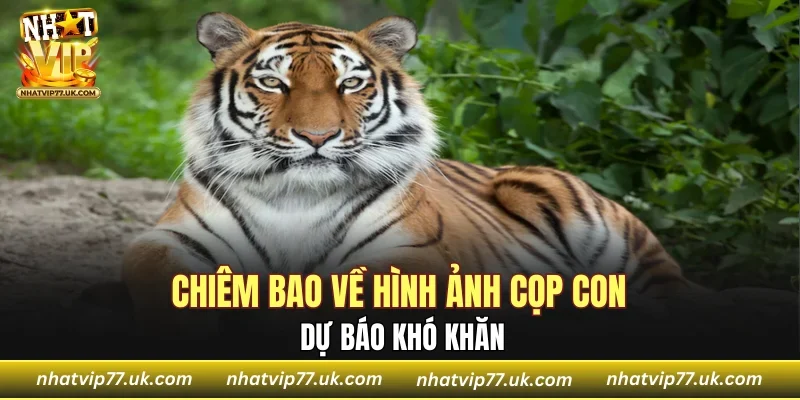 Chiêm bao về hình ảnh cọp con dự báo khó khăn