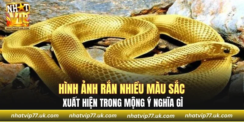 Hình ảnh rắn nhiều màu sắc xuất hiện trong mộng ý nghĩa gì