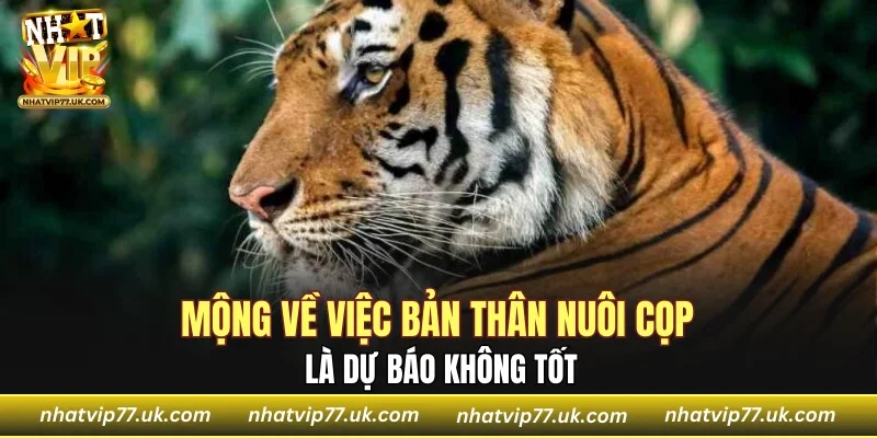 Mộng về việc bản thân nuôi cọp là dự báo không tốt
