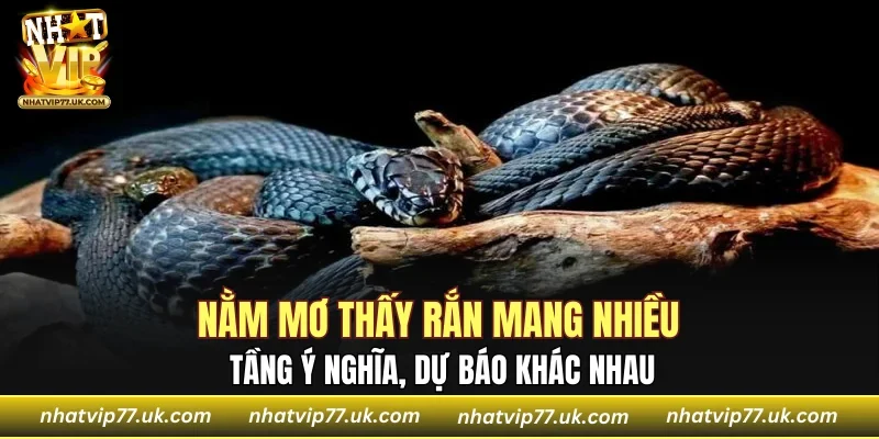 Nằm mơ thấy rắn mang nhiều tầng ý nghĩa, dự báo khác nhau